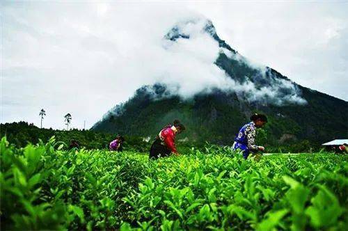 广东省广北茶场，茶香四溢的绿色宝地